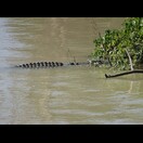 Im Adelaide River unser erstes Krokodil in Australien